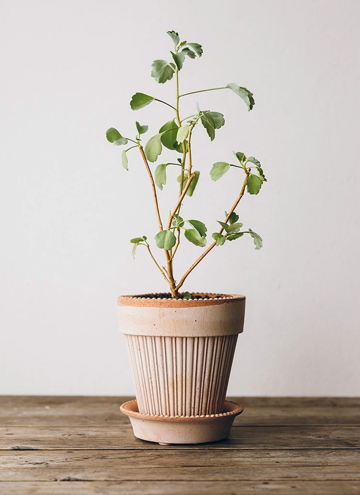 Parisian Antique Rose Plant Pot