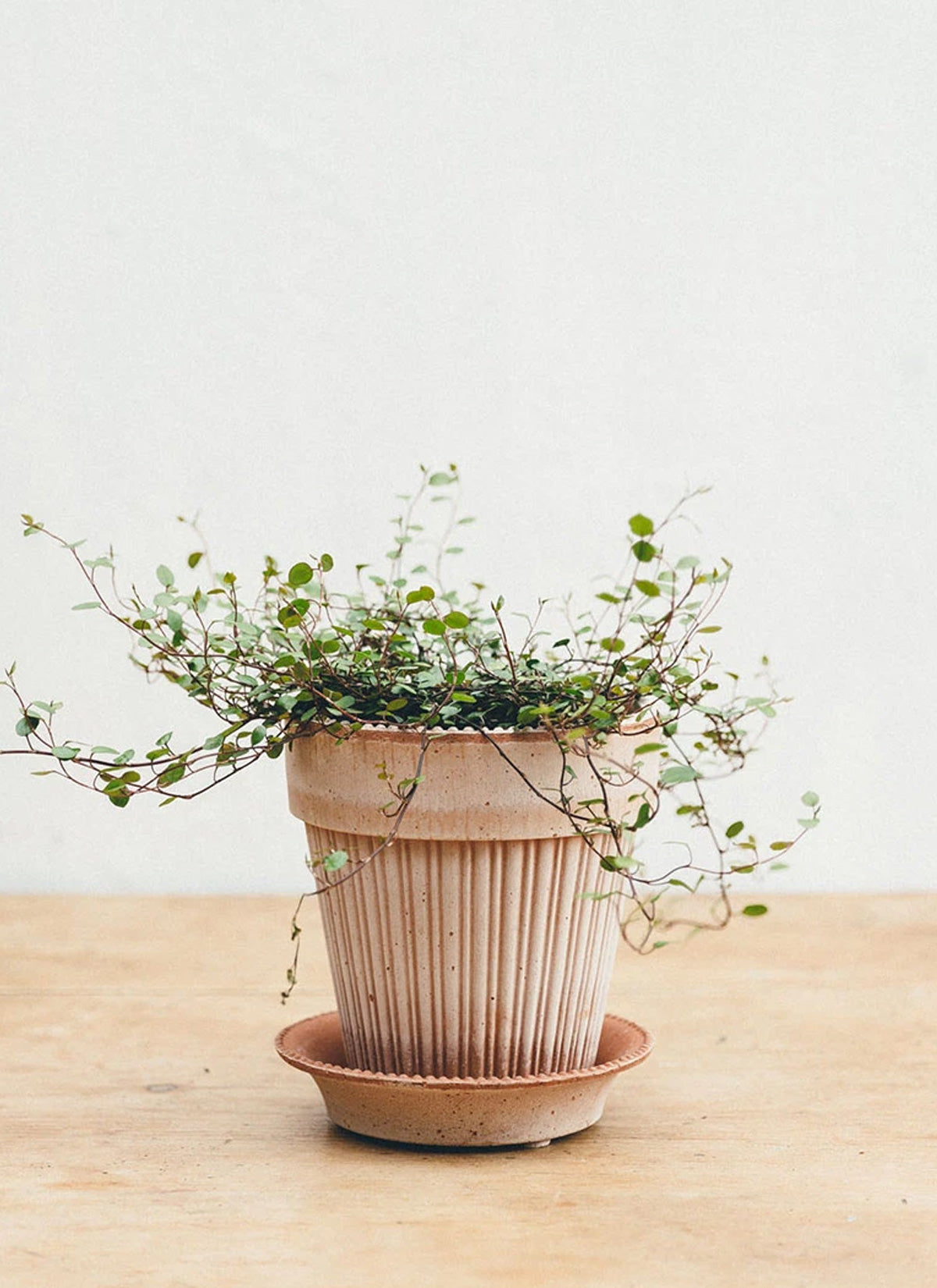 Parisian Antique Rose Plant Pot